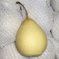 Selección de Calidad de Exportación Fresh Ya Pear